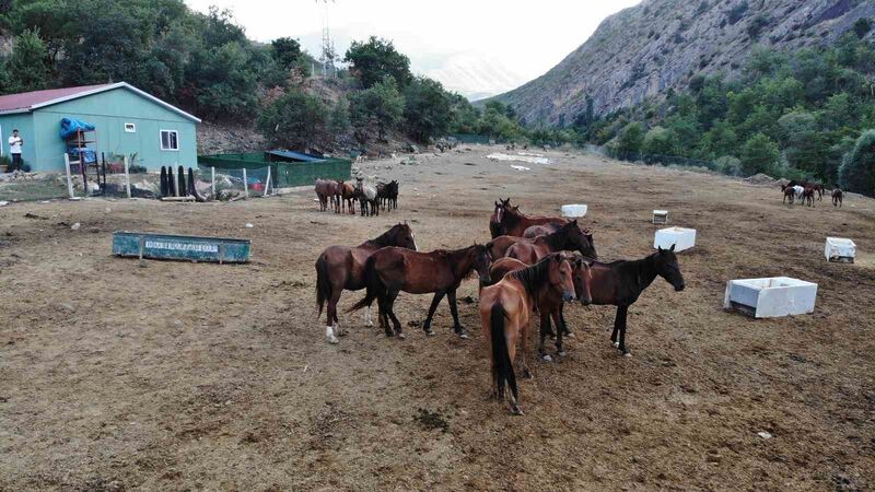 ARTVİN’İN SARP SINIR KAPISI'NDAN