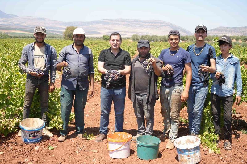 Kilis’te sınırın sıfır noktasında üzüm hasadı başladı