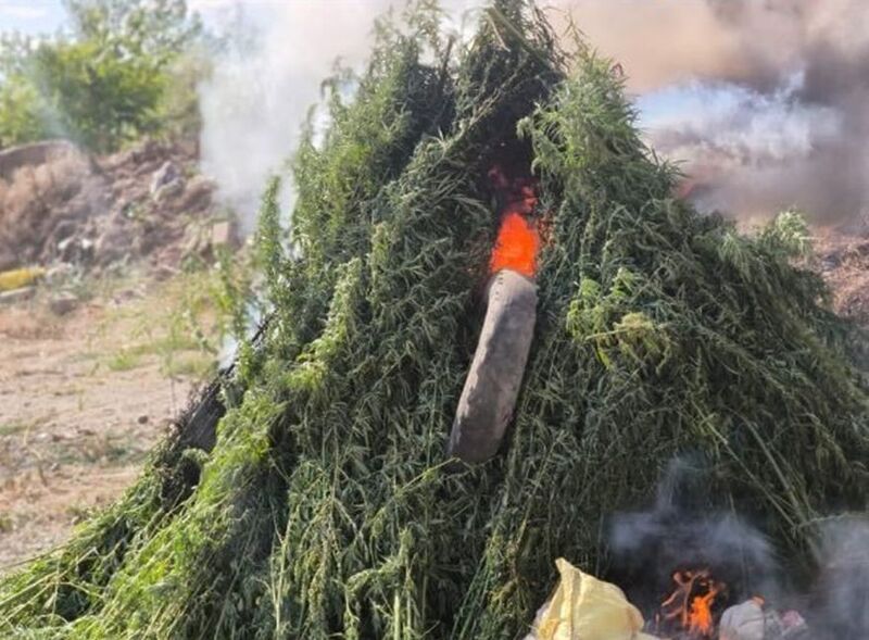 Kırklareli’nde ayçiçek tarlasında 575 bin 541 kök Hint keneviri imha edildi