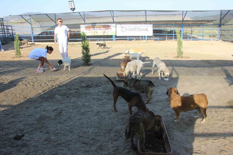 KUŞADASI'NDA SOKAK KÖPEKLERİ İÇİN