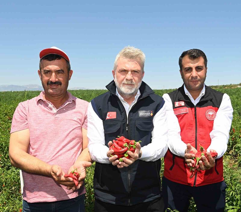 Maraş biberinde hasat dönemi başladı