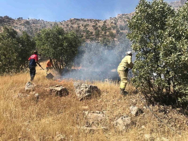 MARDİN’DE ORMANLIK ALANDA ÇIKAN