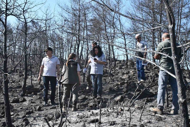 MUĞLA ORMAN BÖLGE MÜDÜRLÜĞÜ,