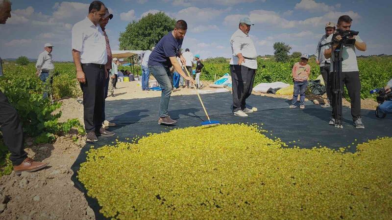 Peygamber üzümünün kurutulma yolculuğu başladı