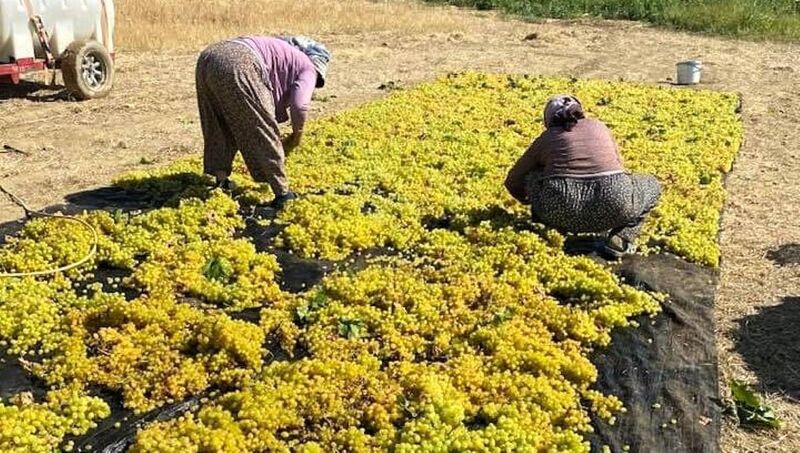 MANİSA'NIN DÜNYACA ÜNLÜ ÇEKİRDEKSİZ