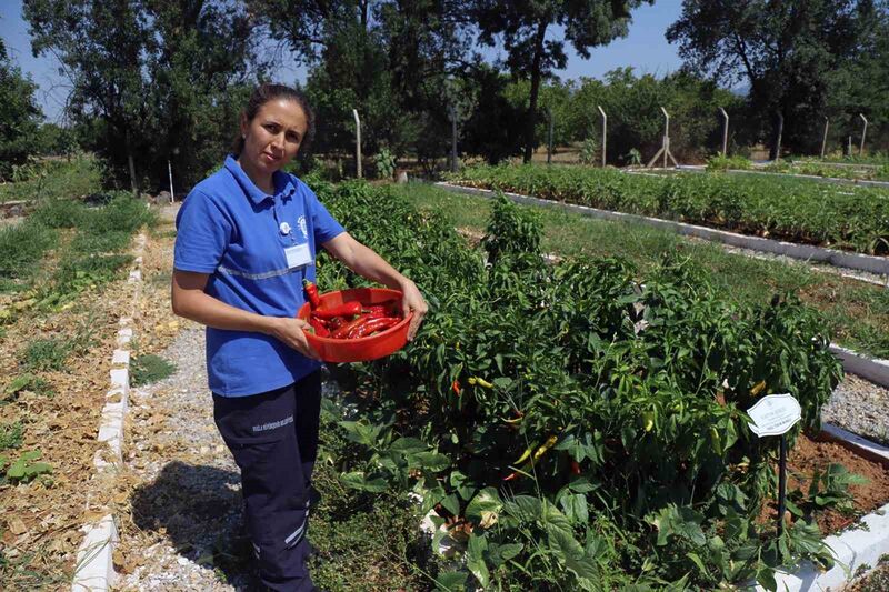 Türkiye’nin 81 iline ücretsiz dağıtılacak yerel tohum hazırlığı başladı