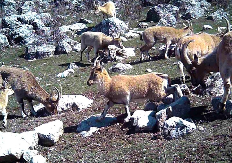 YABAN KEÇİSİ SÜRÜSÜ FOTOKAPANLA