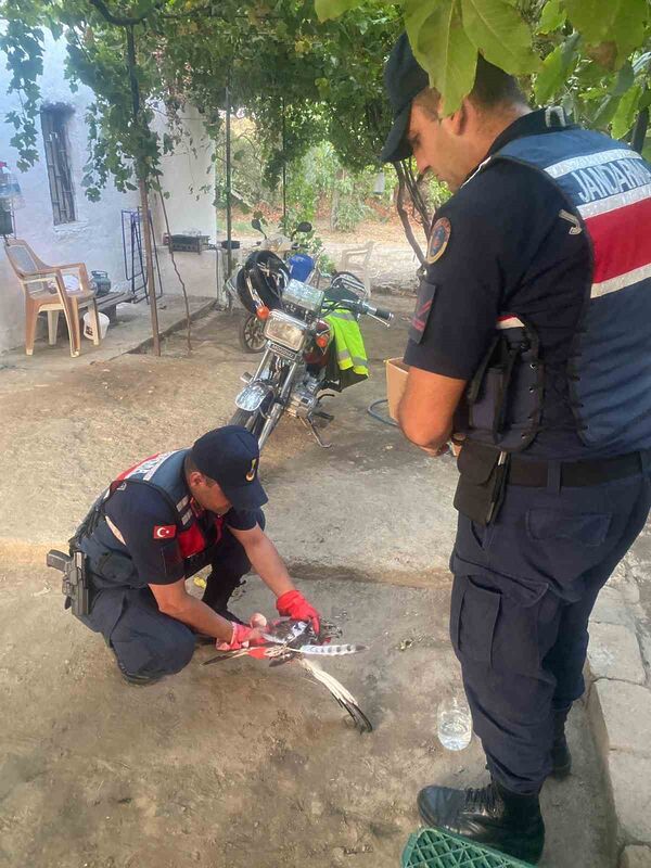 Yaralı şahin, jandarma ekiplerince kurtarıldı