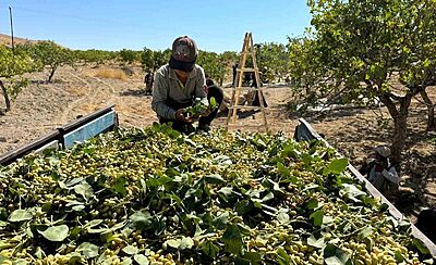 Yeşil altında yüksek rekolte, düşük fiyat