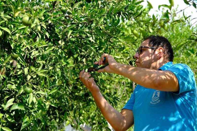 Yeşil Bodrum Mandalini raflarda yerini aldı