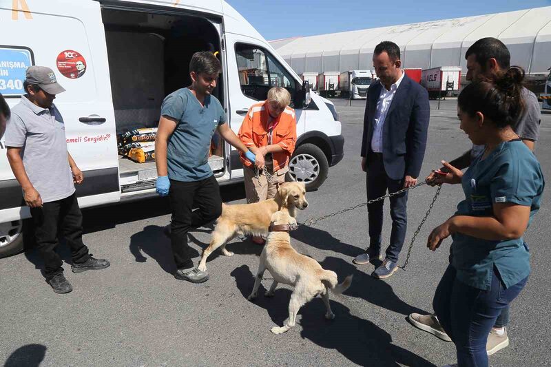 İSTANBUL BÜYÜKÇEKMECE'DE SAHİPLERİ TARAFINDAN