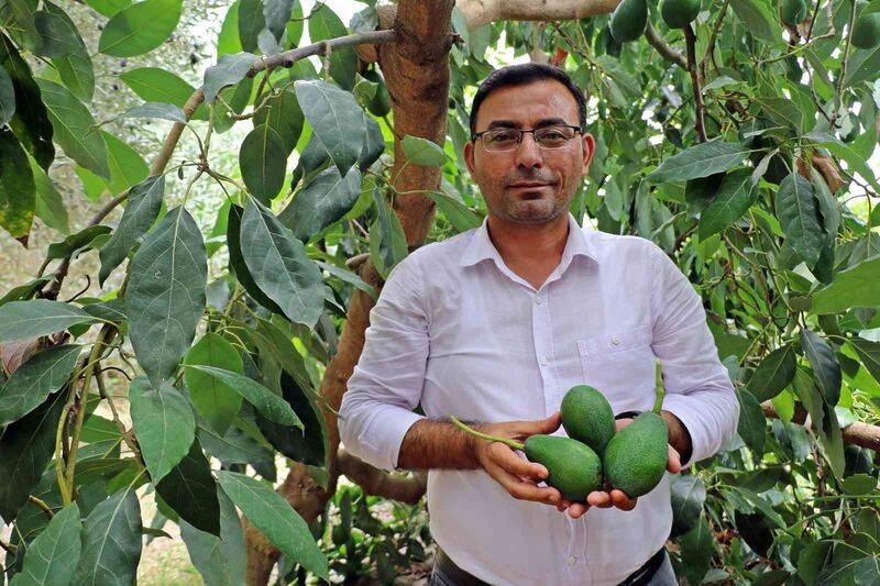 Alanya’da avokado hasadı başladı