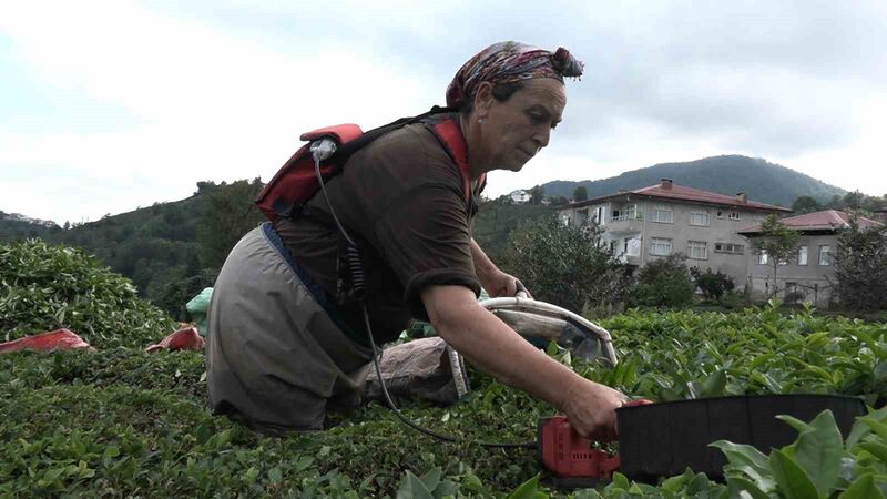 RİZE’DE ÇAY ÜRETİCİLERİ 2.