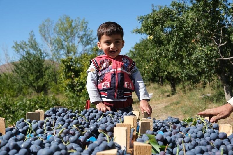 Cimin Üzümü hastalıklara şifa