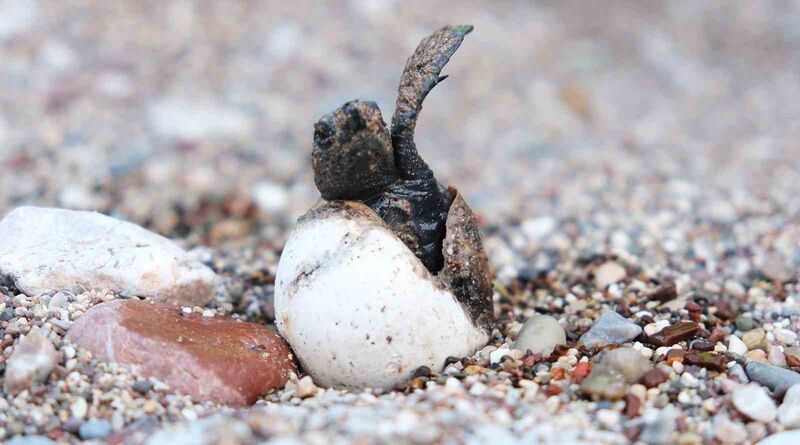 TÜRKİYE'DE CARETTA CARETTALARIN ÖNEMLİ