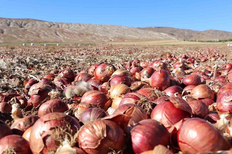 SİVAS’IN ŞARKIŞLA İLÇESİNDE HASADI