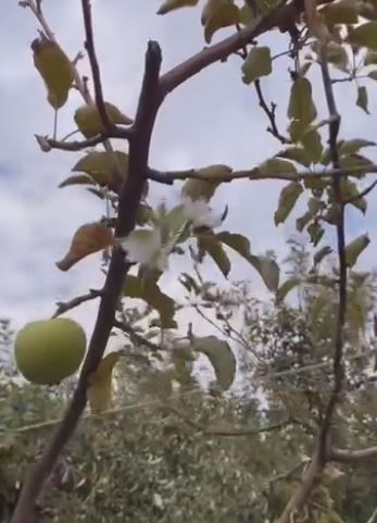 Dallarında meyvesi olan ağaç tekrar çiçek açtı