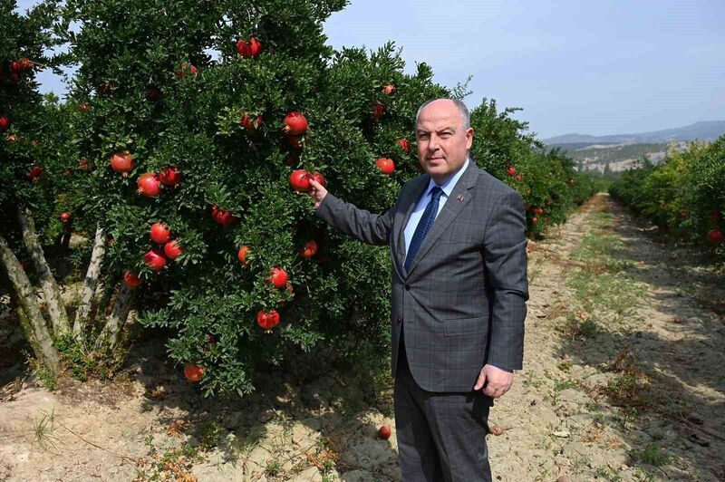 TÜRKİYE NAR ÜRETİMİNDE 5'İNCİ