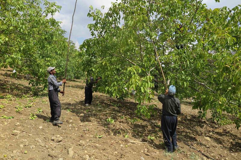 Deprem bölgesinde üreticinin yüzünü güldüren Çağlayancerit cevizi, modern tesislerde özenle işlenip paketlenerek piyasaya sürülüyor