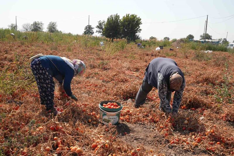 Domatesi tarlada kalan çiftçi, Büyükşehir aracılığıyla ihtiyaç sahiplerine bağışladı