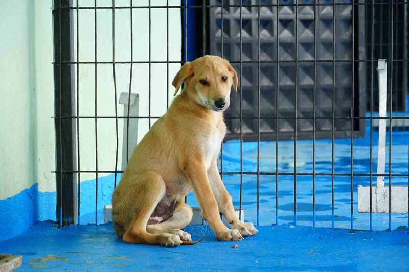 DÜZCE BELEDİYESİ KEDİ-KÖPEK SAHİPLENDİRME