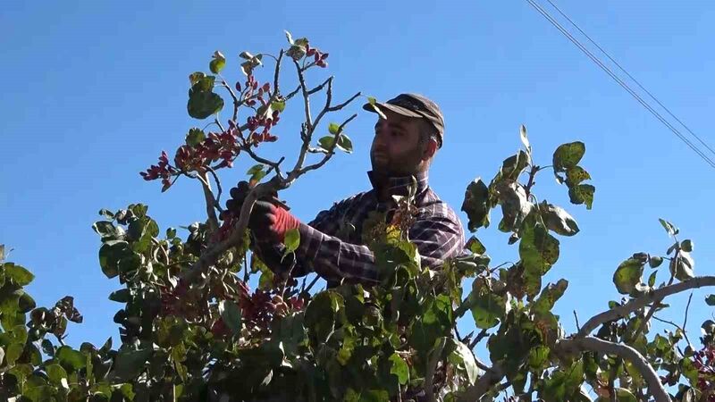 Elazığ’dan Gaziantep’e ’fıstıklı’ gözdağı