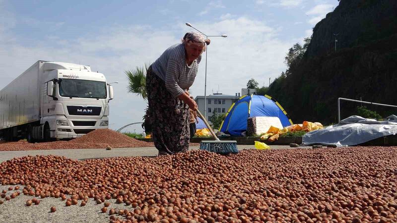 GİRESUN’UN KEŞAP ZİRAAT ODASI