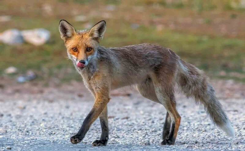 Fotoğraf tutkunu savcı: Yaban hayatı ona poz veriyor