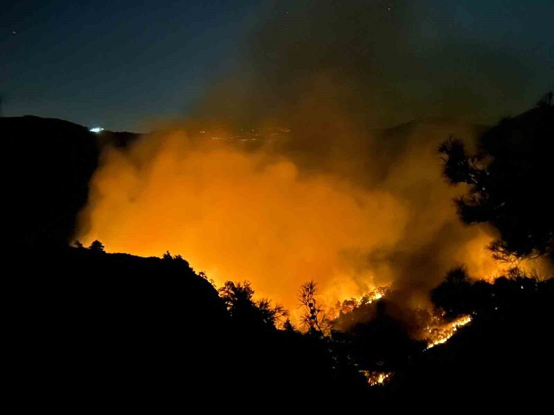 HATAY’DA ORMANLIK ALANDA ÇIKAN