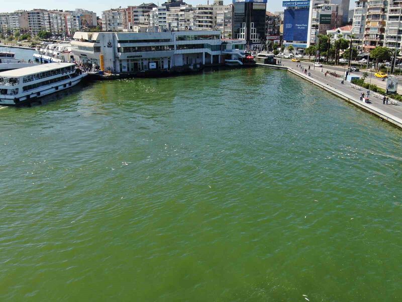 İzmir Körfezi’nde bilindik manzara: Yine binlerce ölü balık görüldü