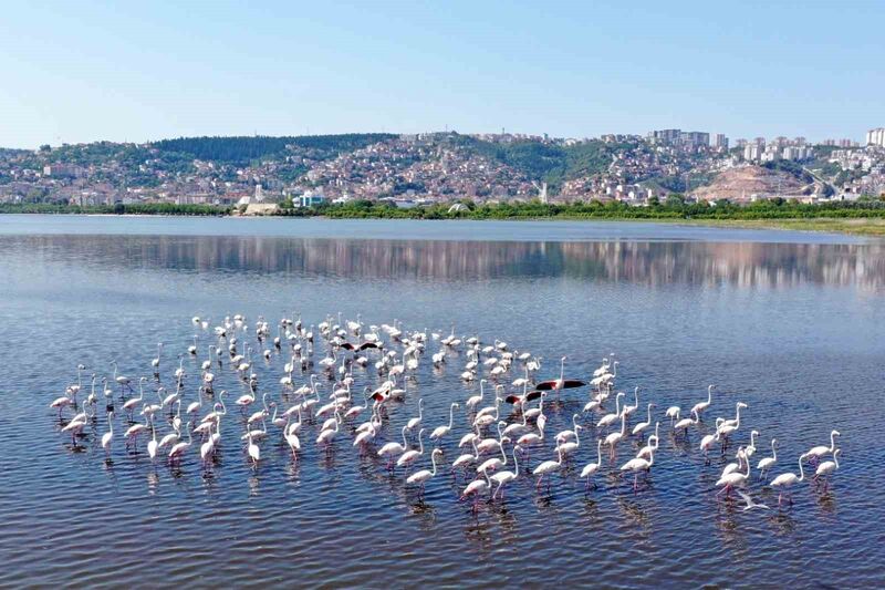 İZMİT KÖRFEZİ SULAK ALANINDAKİ