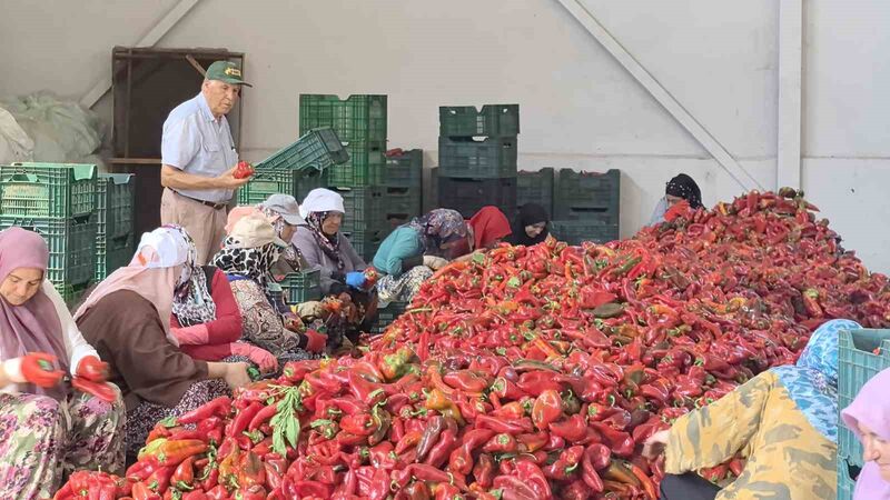 Kadınların ürettiği salçalar 25 yıldır Hollanda’ya ihraç ediliyor