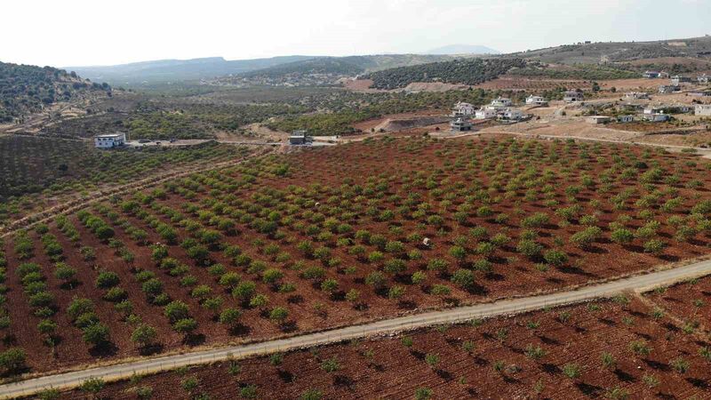 Kahramanmaraş’ta baklavalık fıstık hasadı