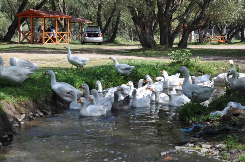 KARS KAZI, SON DÖNEMDE