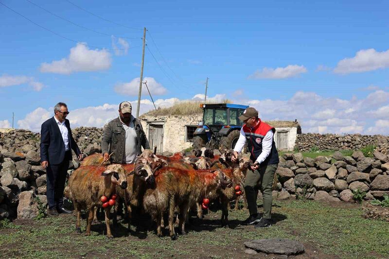 KARS’TA KOÇ KATIMI YAPILDI(KARS-İHA