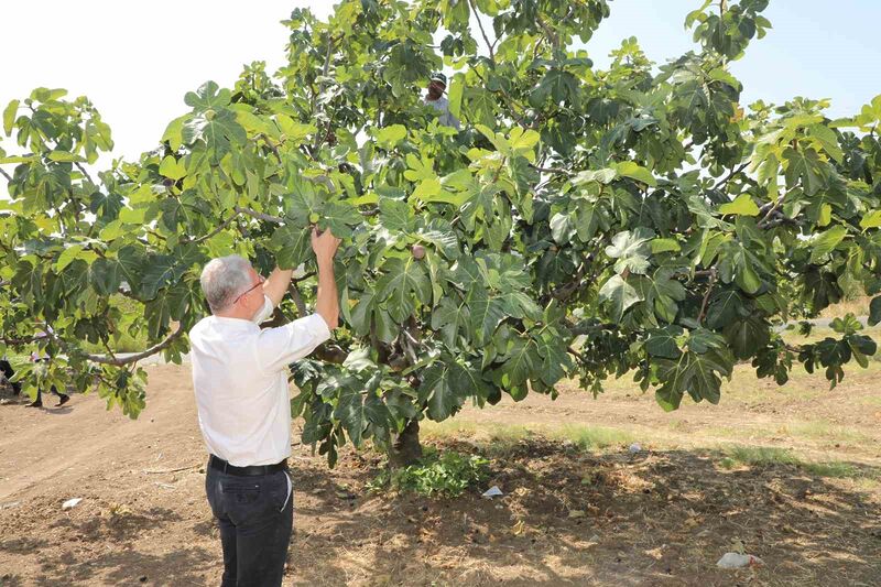 Mudanyalı üreticilere çifte müjde