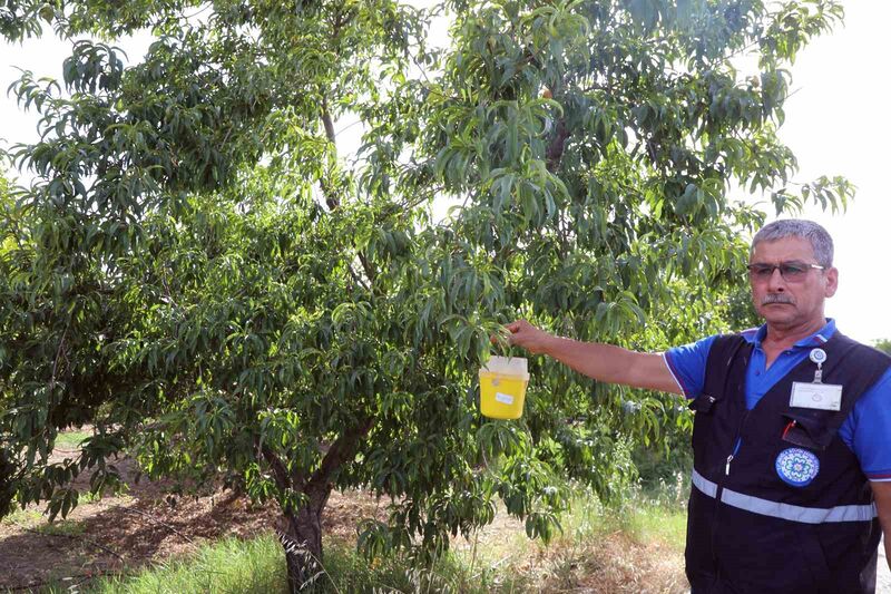 NARENCİYE ÜRETİCİSİNİN KÂBUSU AKDENİZ