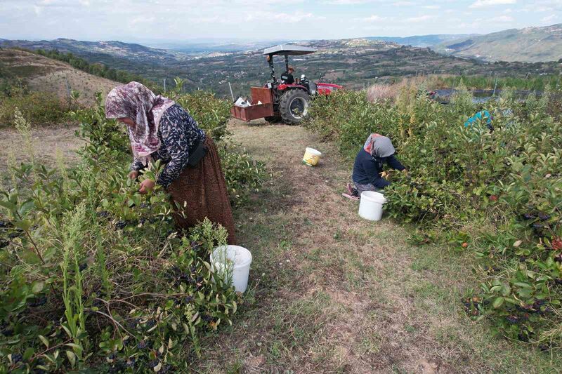 (Özel) Hücreleri yeniliyor, diabete iyi geliyor şimdi pazar arıyor