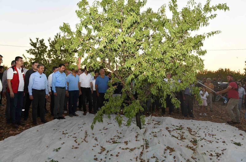 ŞANLIURFA’DA BADEM HASADI ÇİFTÇİYİ MEMNUN ETTİ