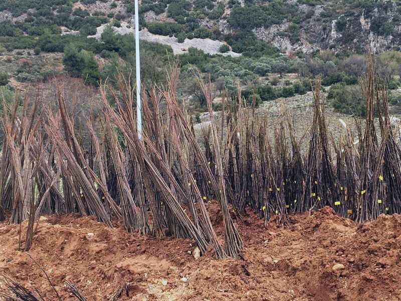 MUĞLA BÜYÜKŞEHİR BELEDİYESİ ORMAN