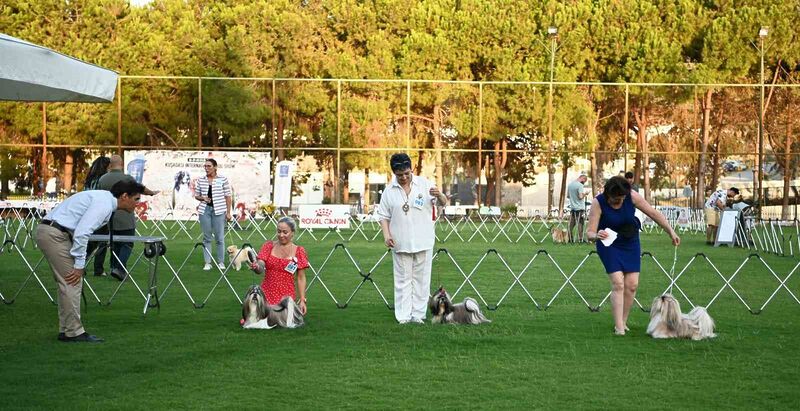 KUŞADASI BELEDİYESİ'NİN KATKILARIYLA KÖPEK