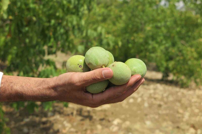 AROMASI, DOLGUN YAPISI, YAĞ