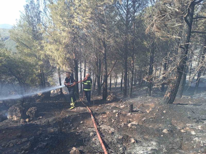 HATAY’DA ORMANLIK ALANDA ÇIKAN