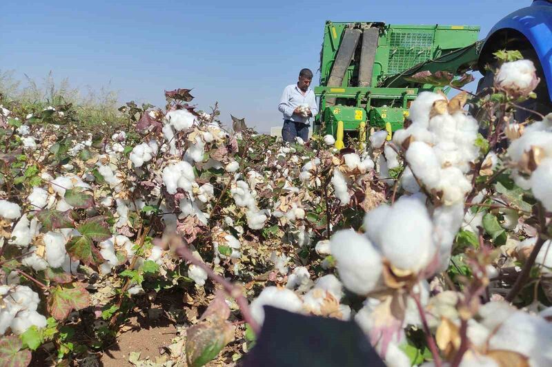 Araban Ovası’nda makineli pamuk hasadı başladı