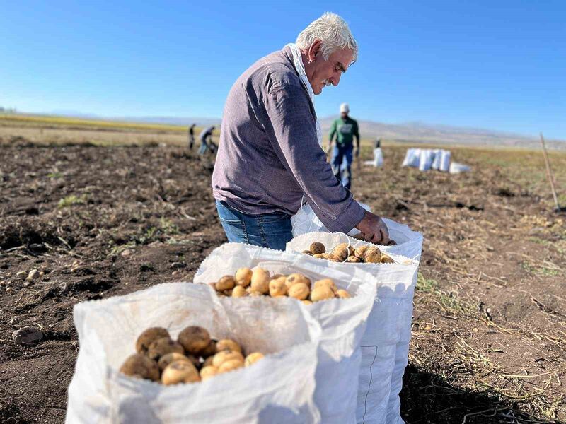 ARPAÇAY’DA PATATES HASADI BAŞLADI(KARS-İHA)