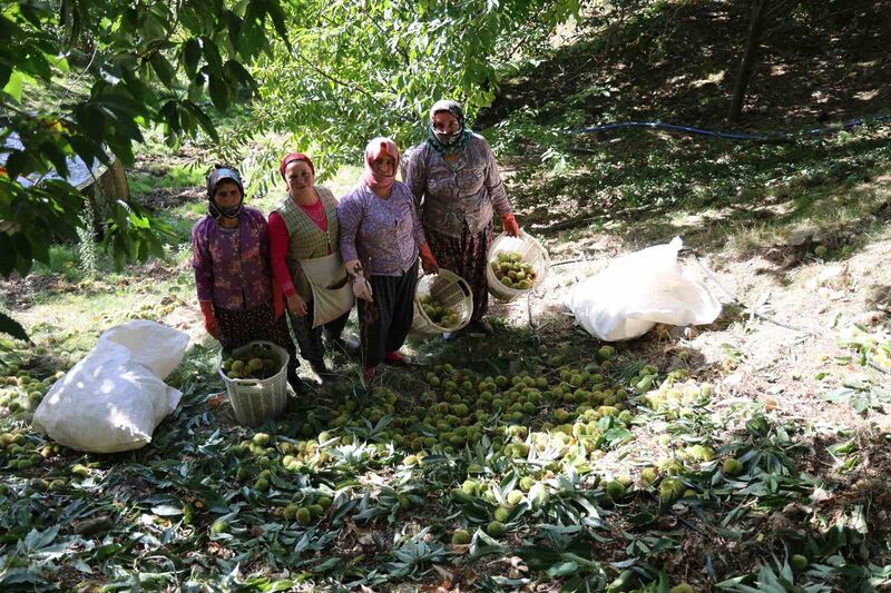 KESTANE ÜRETİMİNDE TÜRKİYE’DE SÖZ