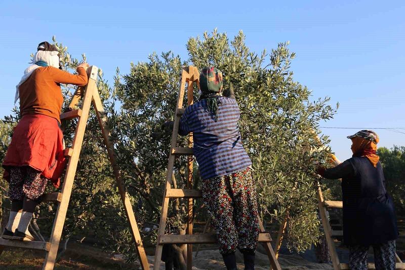 Ayvalık’ta dua ve hayır yemekleriyle ilk hasat