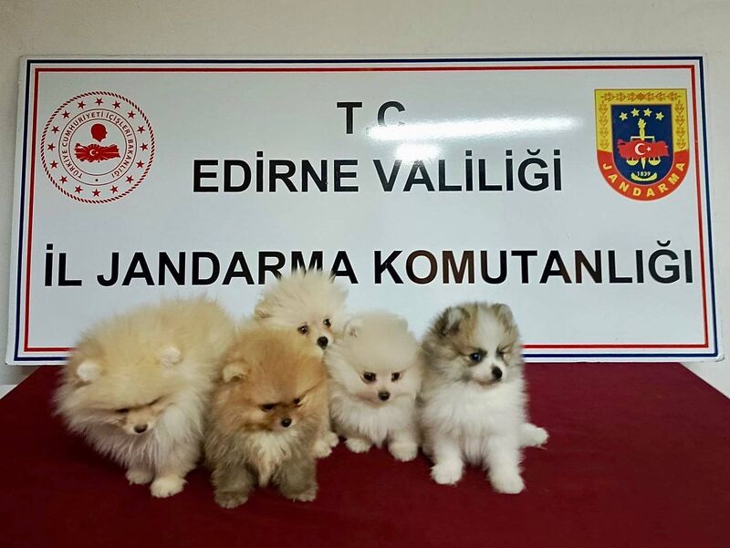 POMERANİAN CİNSİ KÖPEKLER, EDİRNE'DE