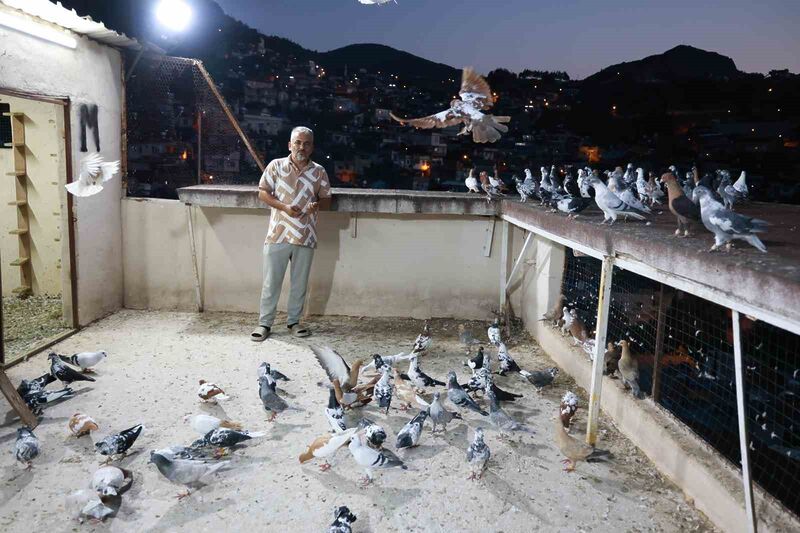 HATAY’IN ANTAKYA İLÇESİNDE GÜVERCİN