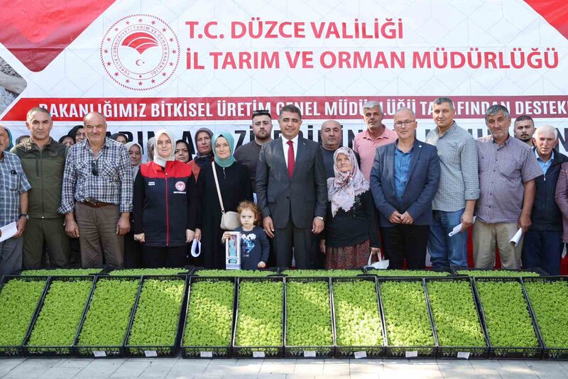 Düzce’de çiftçilere 250 bin marul fidesi dağıtıldı